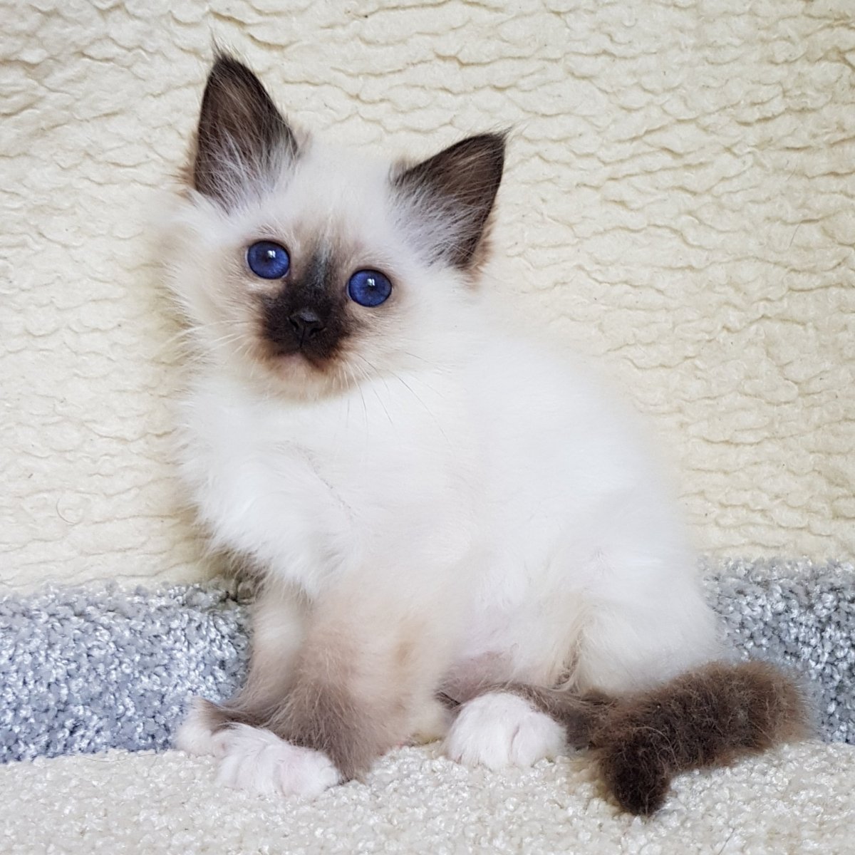 Бирманская кошка