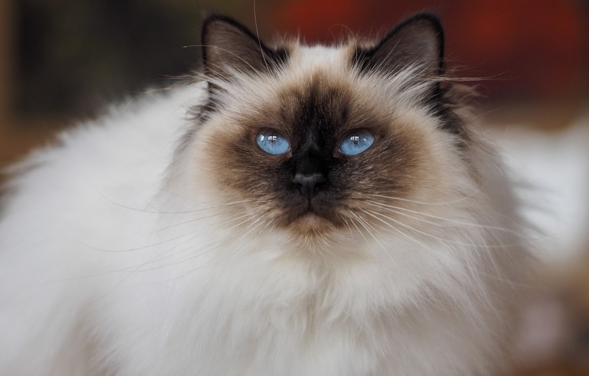 Сиамский Рэгдолл