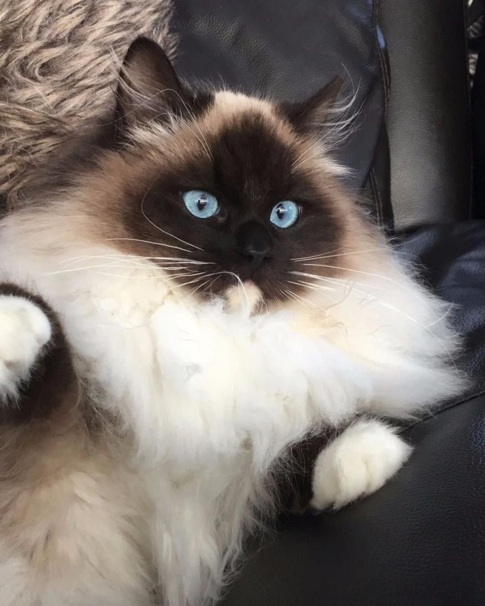 Балинезийская Рэгдолл