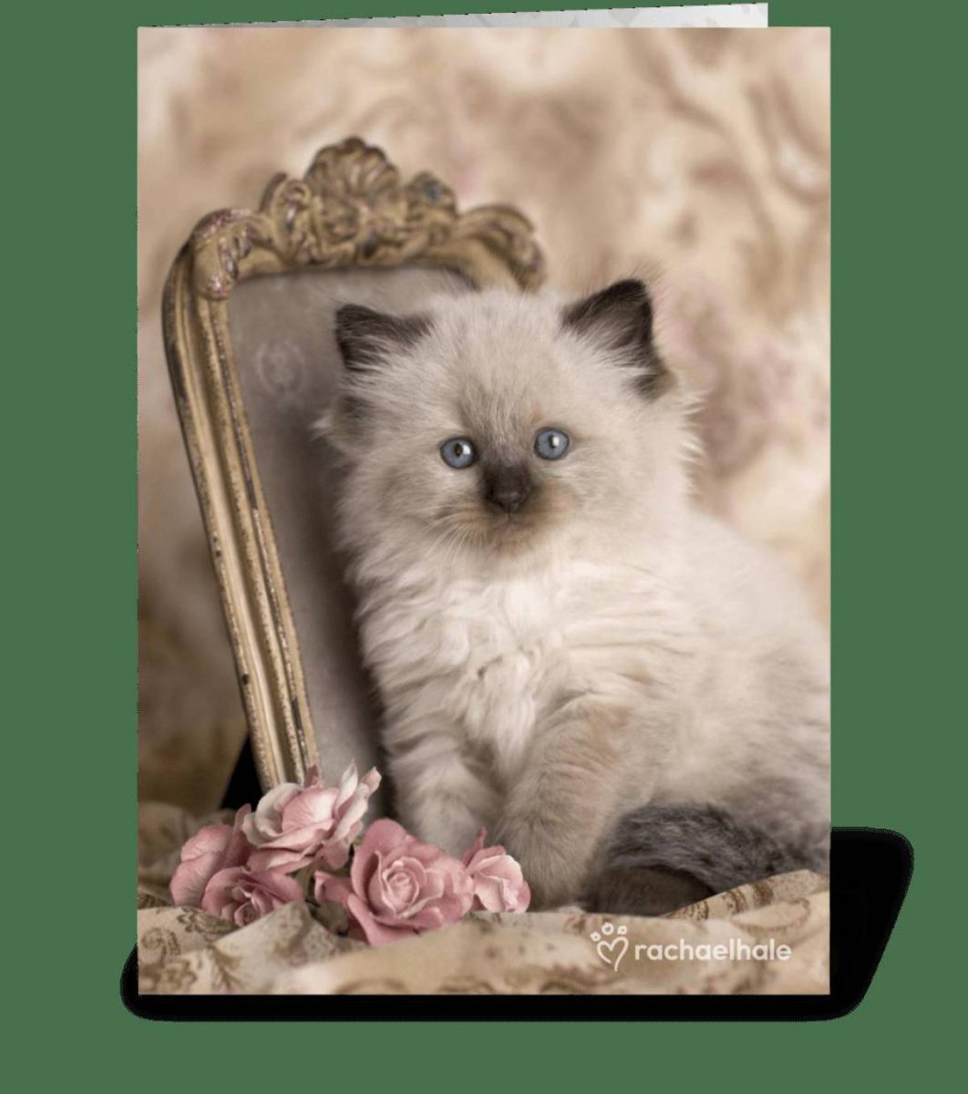 Рэгдолл серый