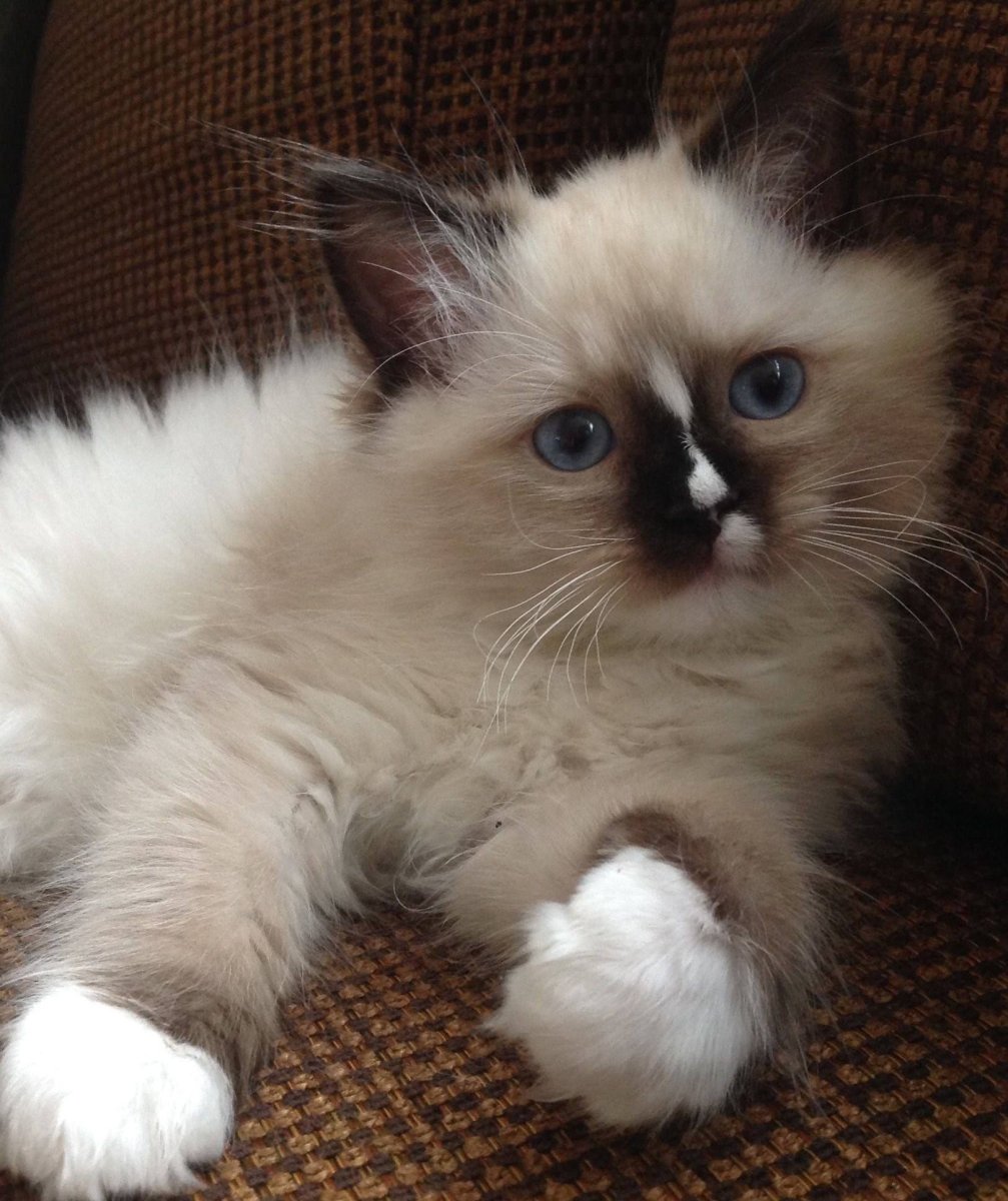 Балинезийская Рэгдолл