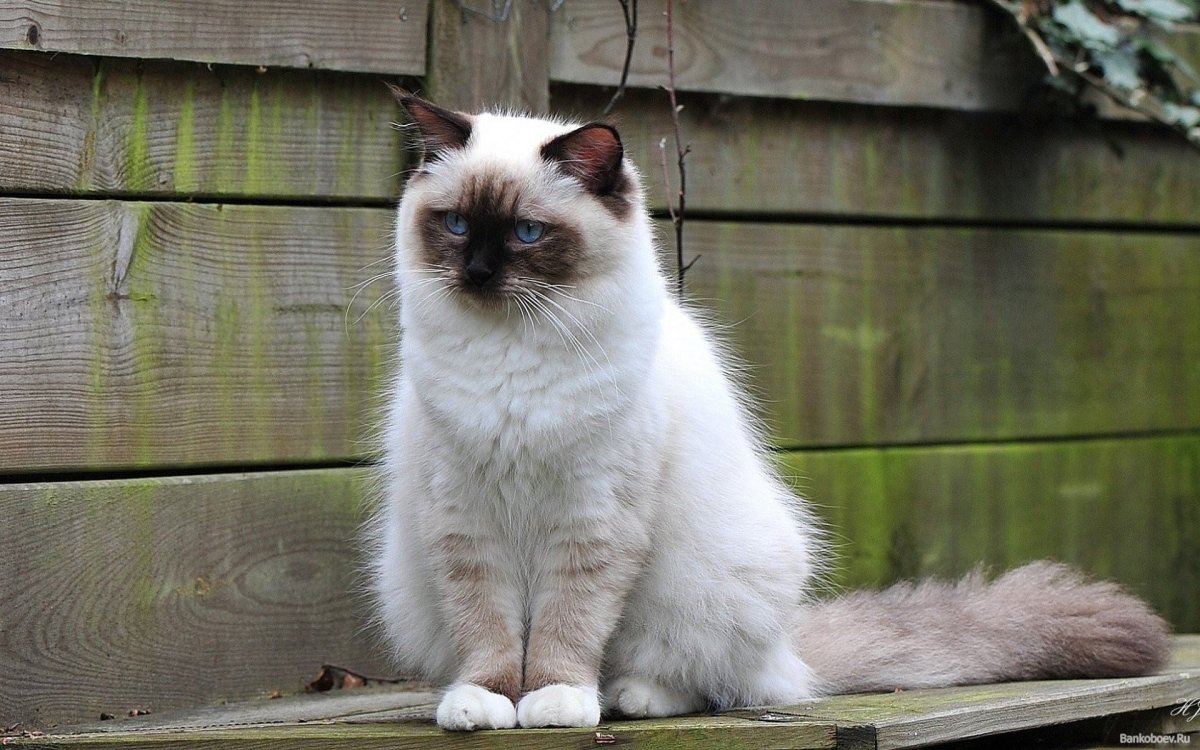 Невская гималайская Сиамская кошка