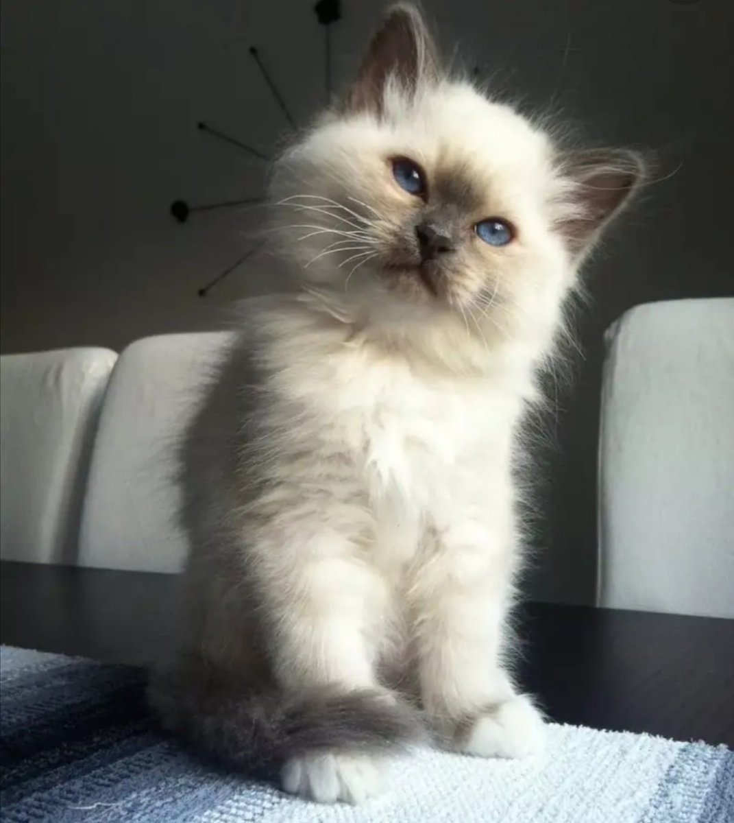 Сиамская пушистая