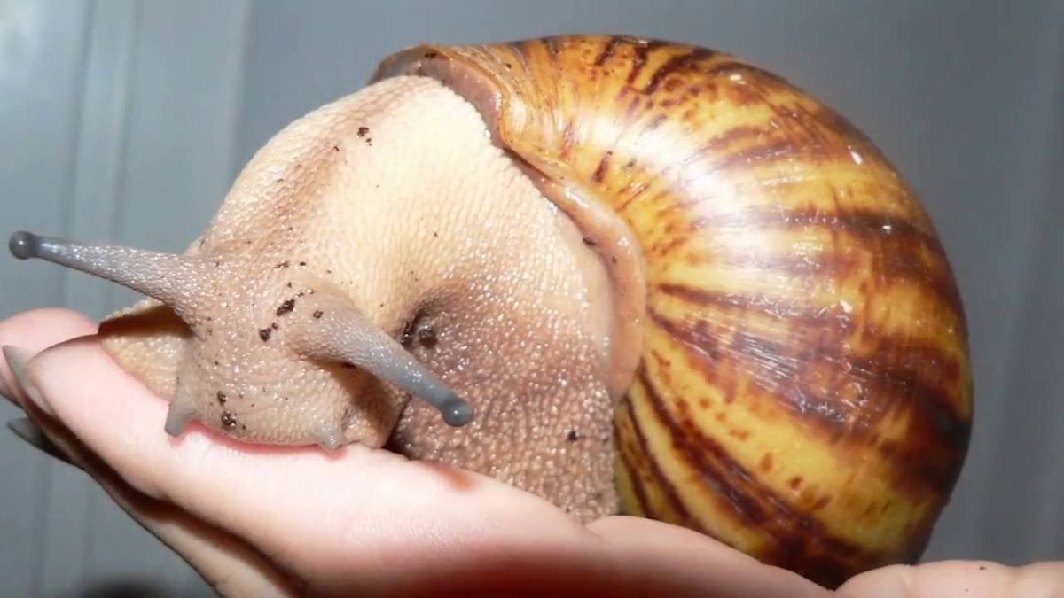 Гигантские улитки ахатины