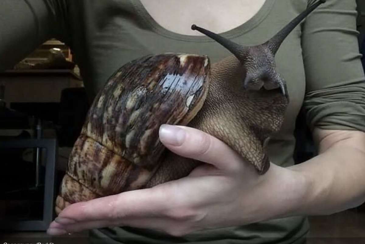 Самая большая улитка ахатина