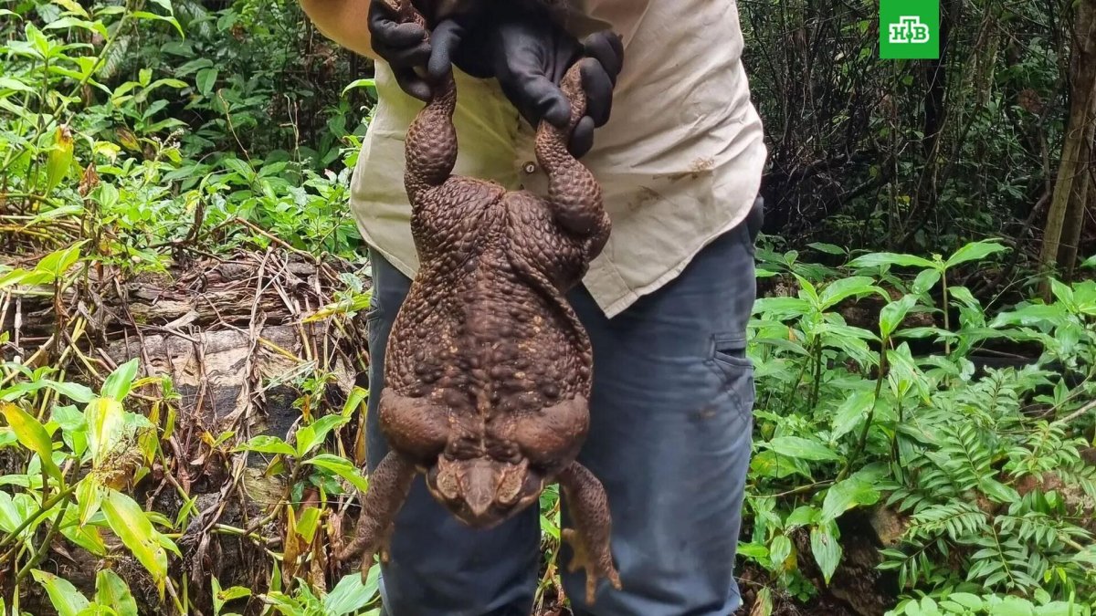 Самая огромная жаба в мире
