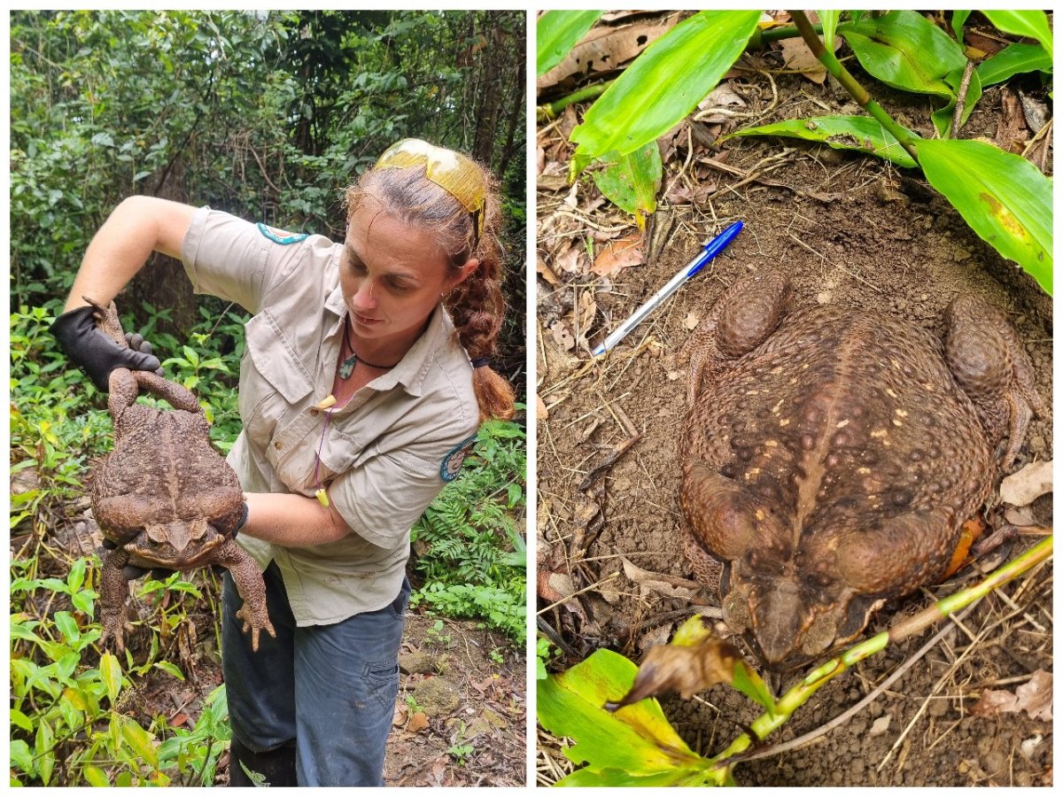 Огромные рептилии в Австралии