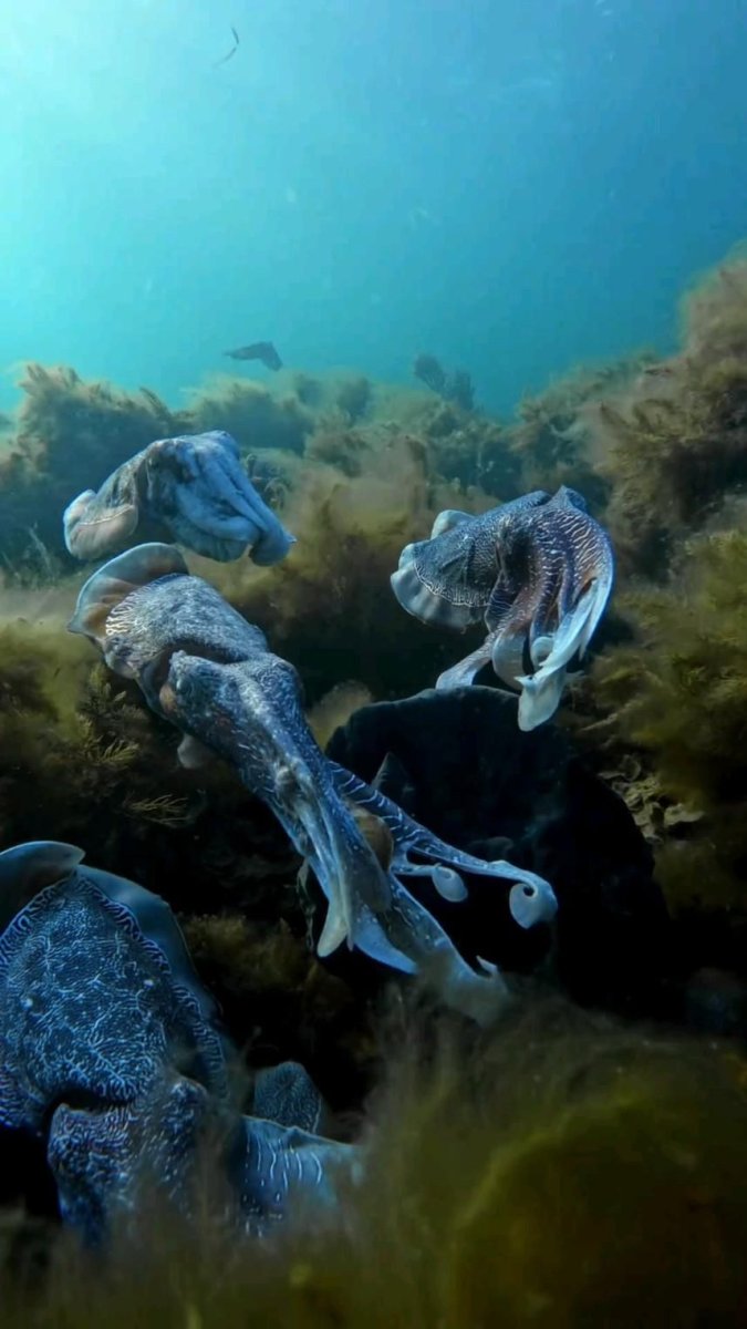 Водяной дракон из тайна острова мако