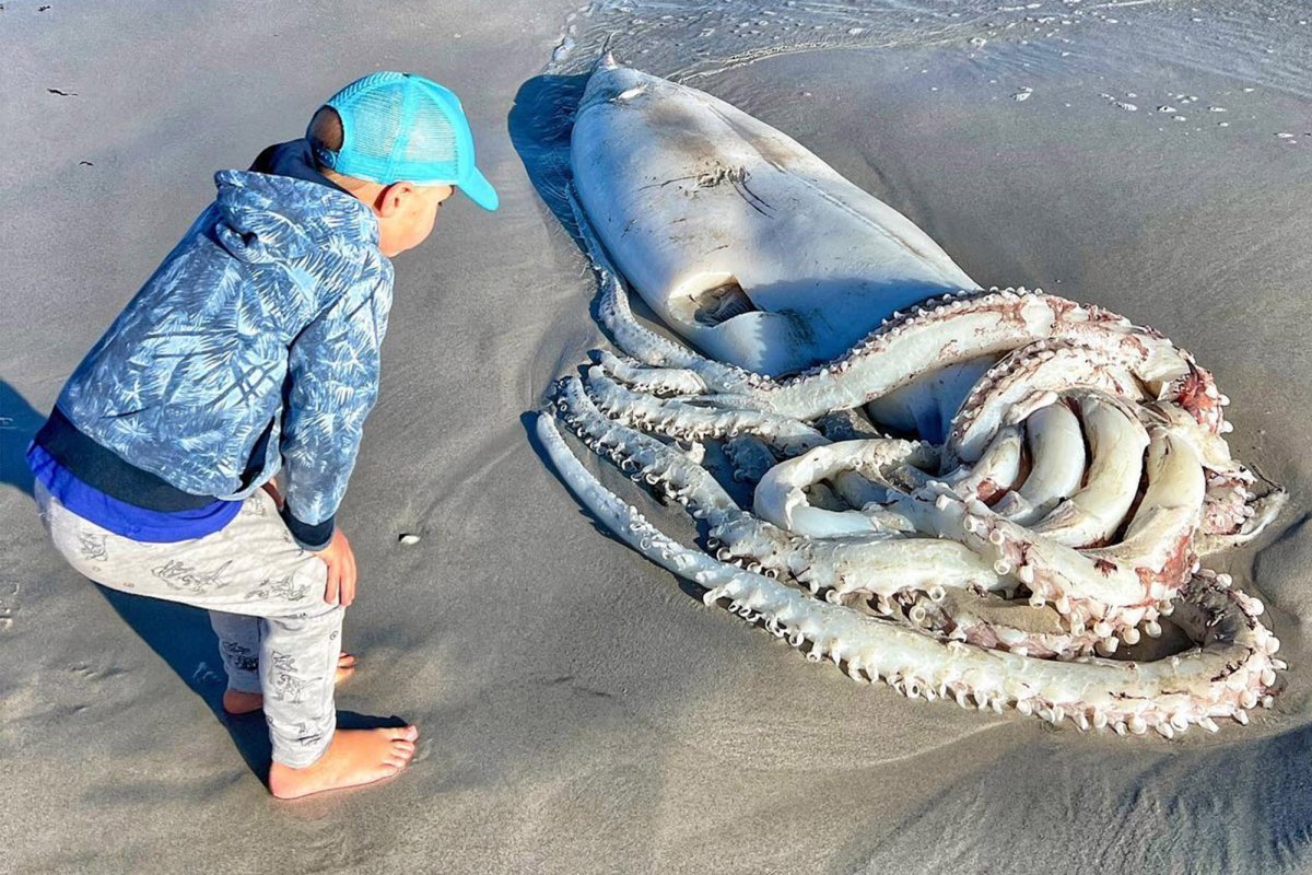 Клюк гиганского кальмара