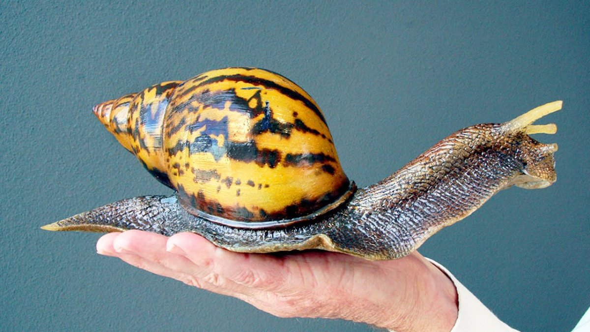 Улитка ахатина