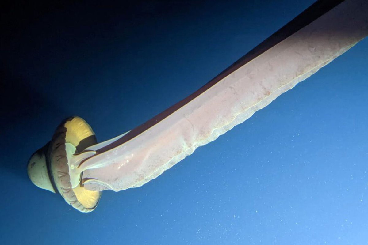 Медуза Stygiomedusa gigantea