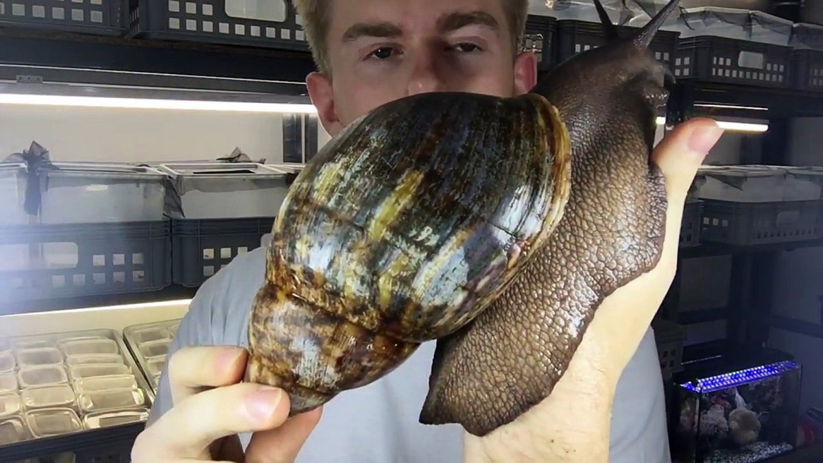 Архахатина гигант