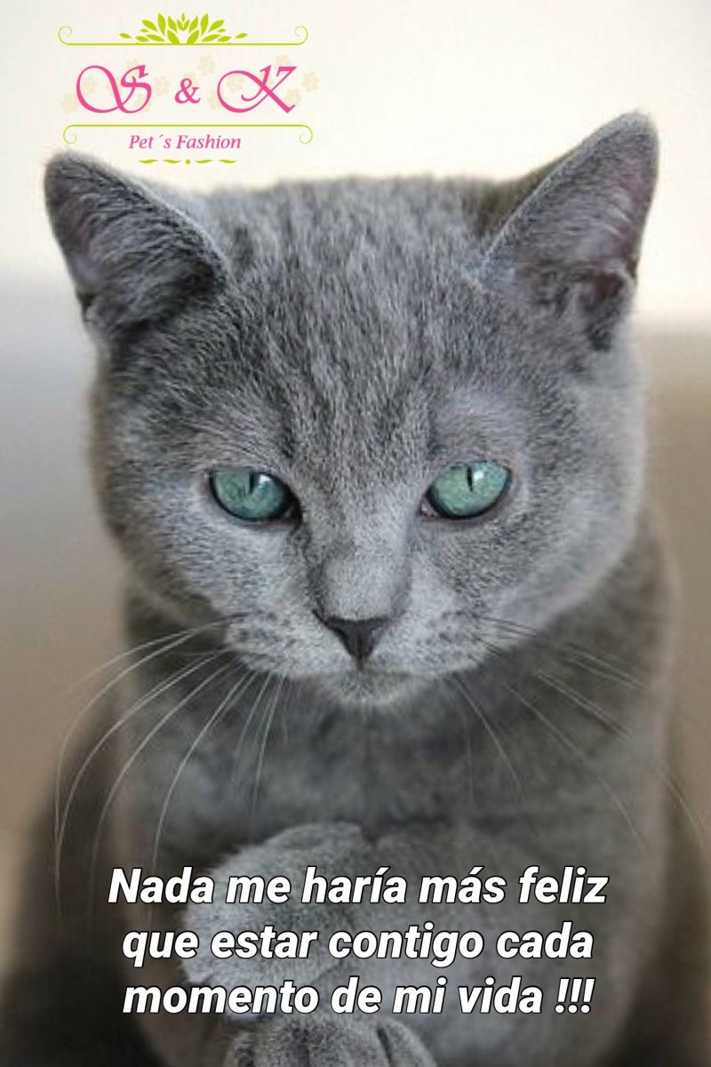 Британская короткошёрстная кошка