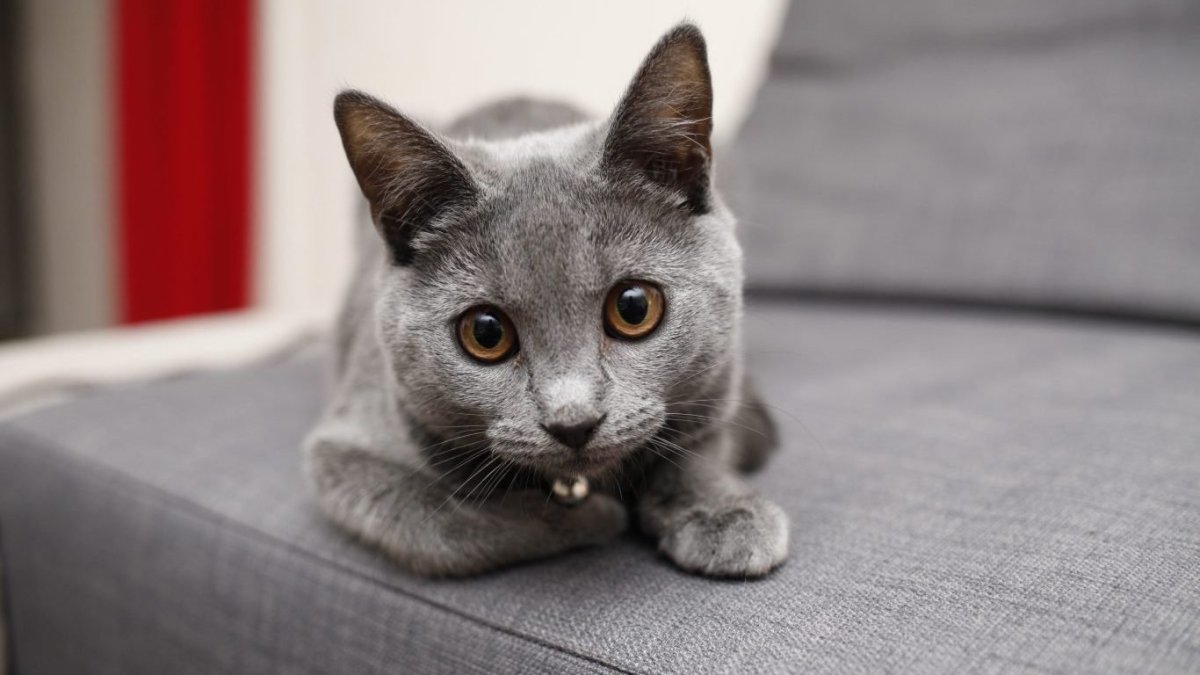 Белюта Кэт серый