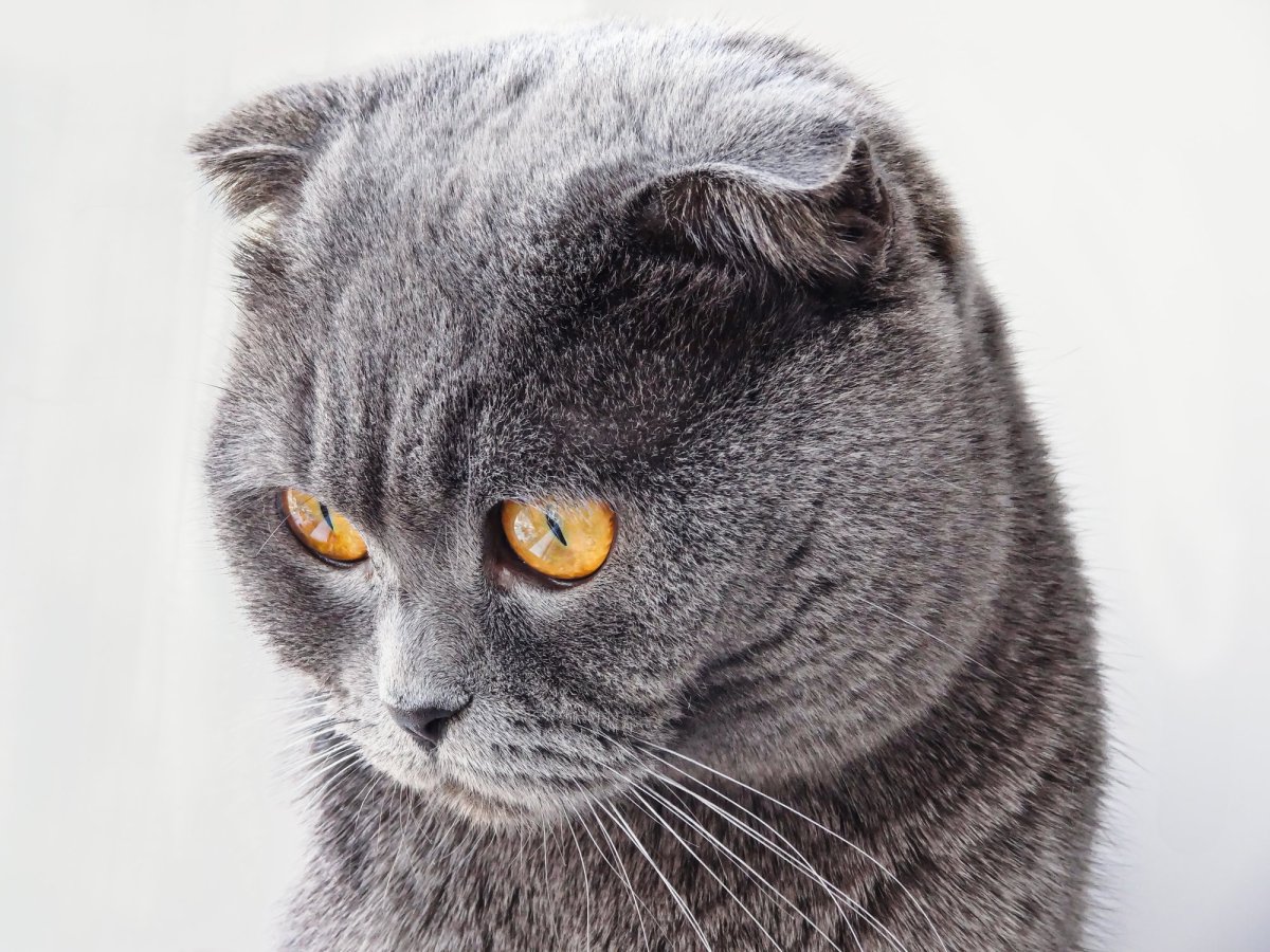 Британская вислоухая кошка