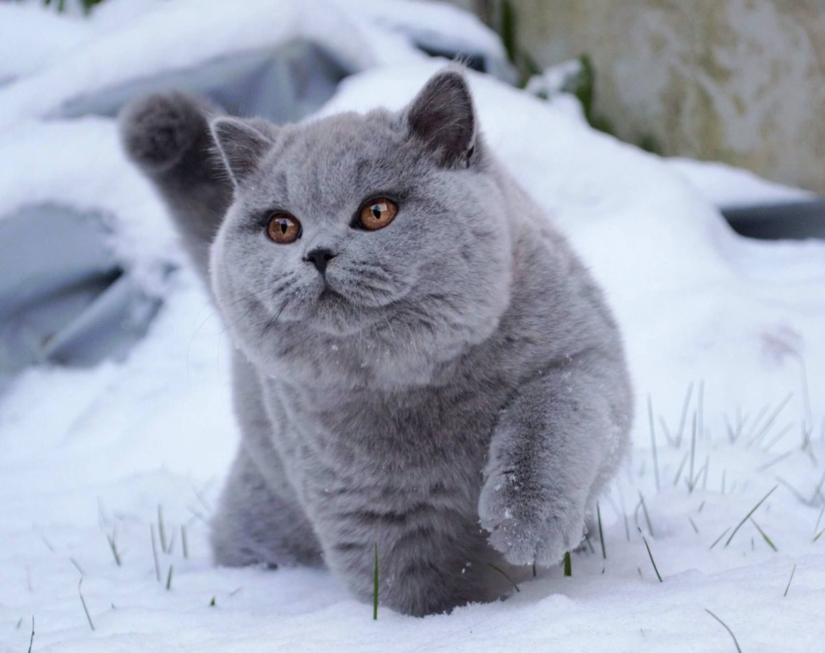 Бритиш Шортхэйр