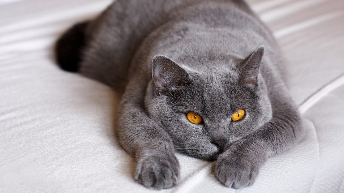 Картезианская кошка британец