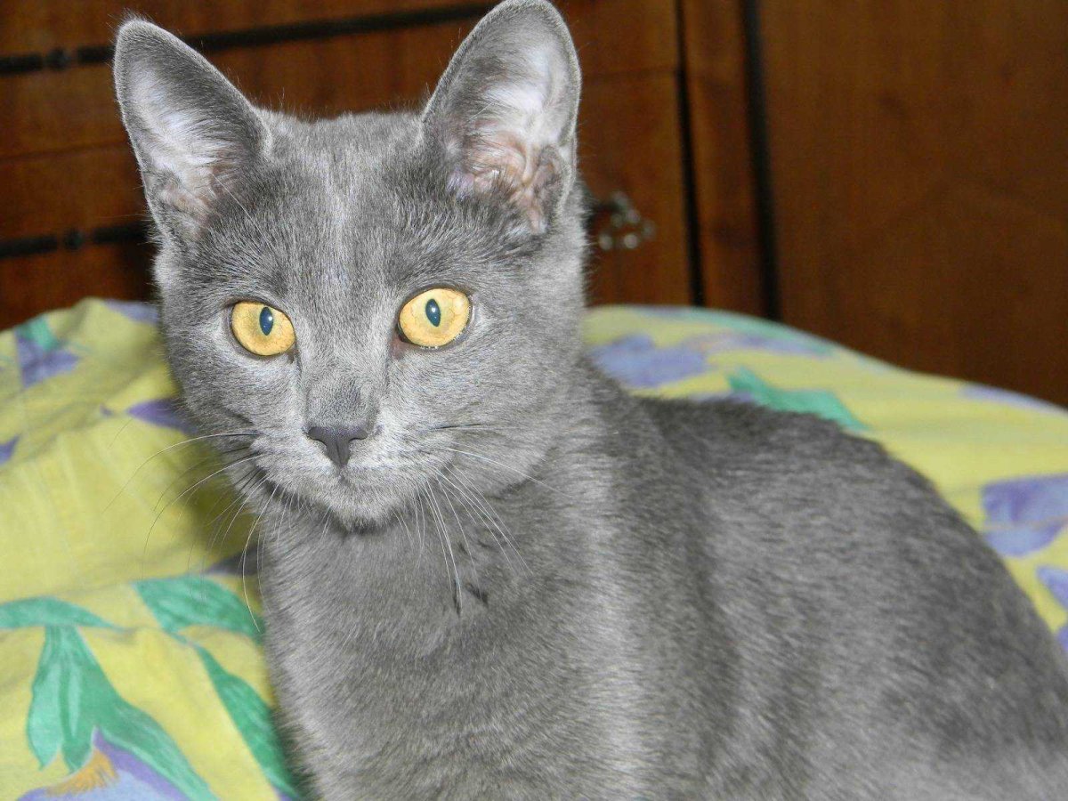 Британская голубая кошка метис