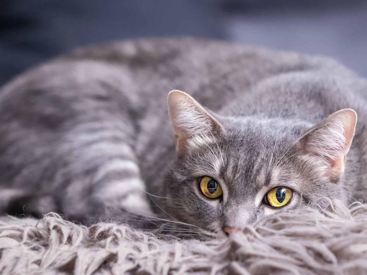 Европейская короткошерстная кошка серая