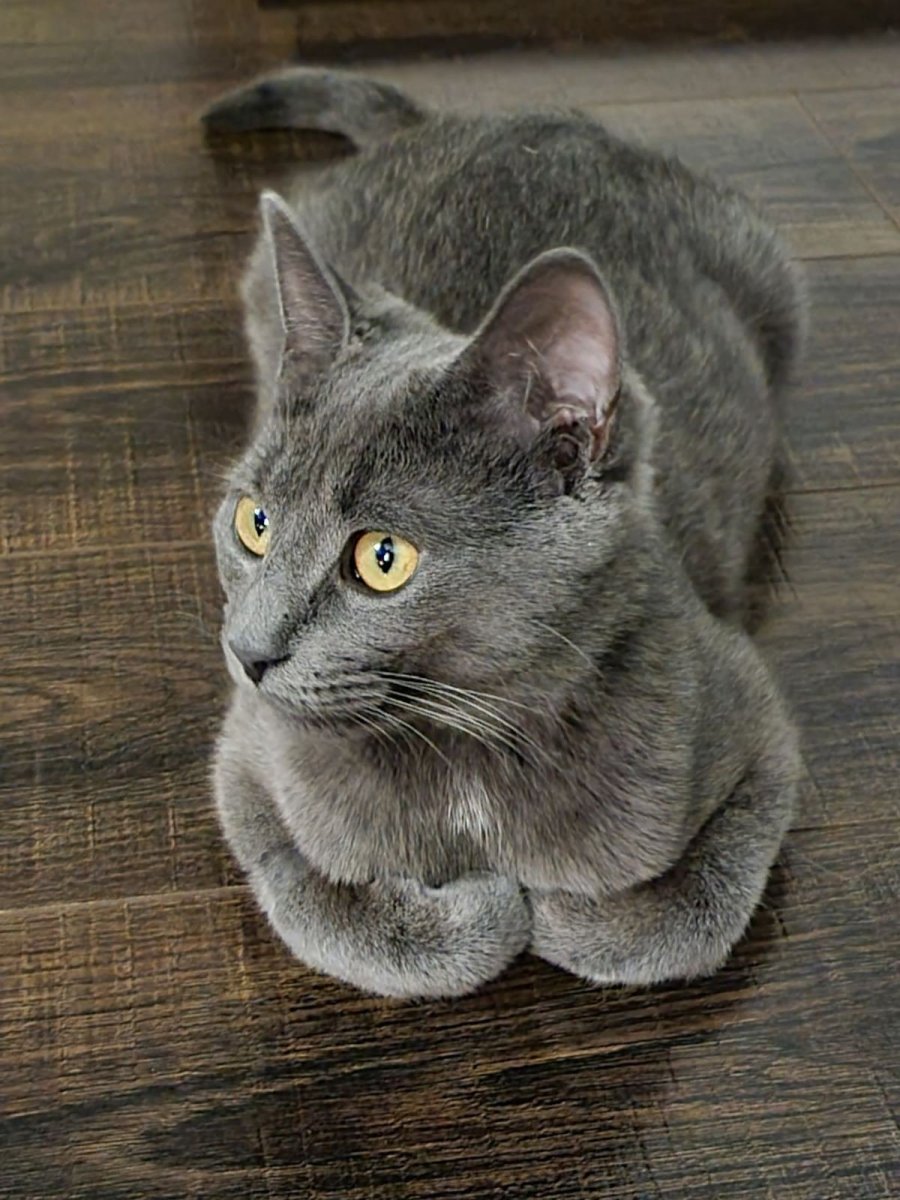 Серая кошка Живая