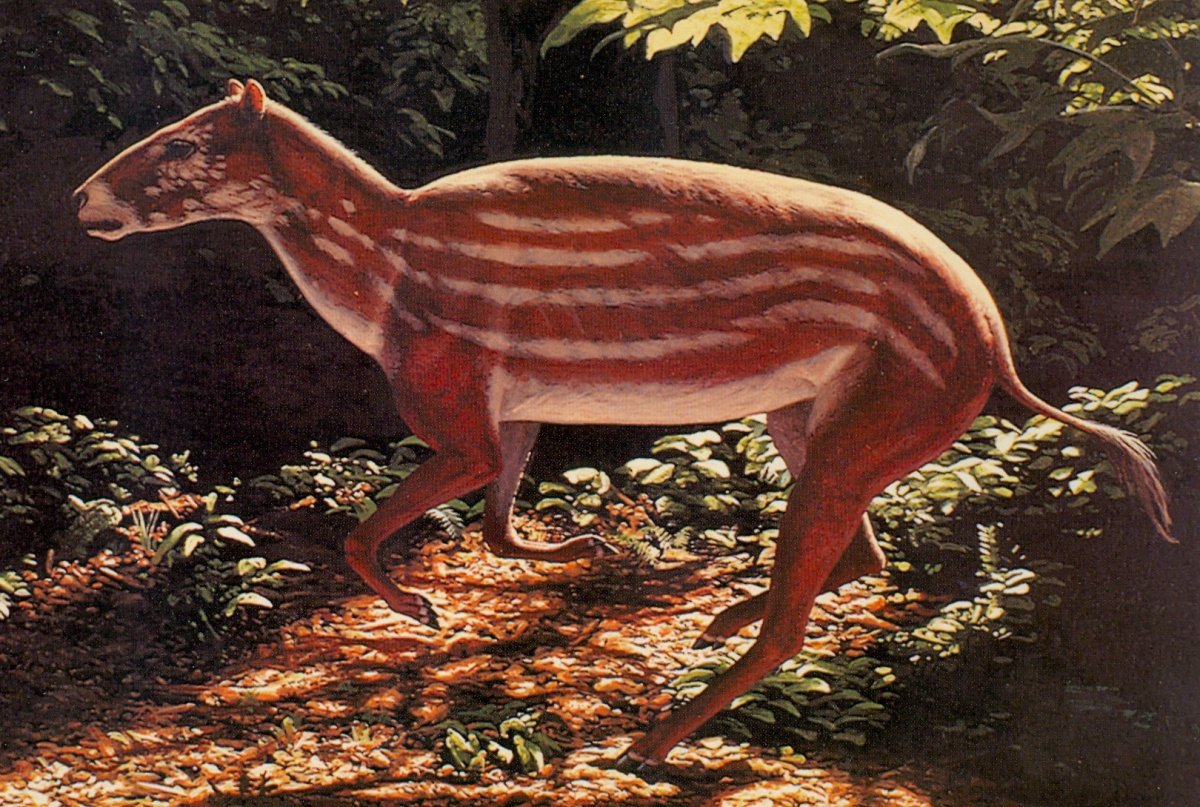 Эогиппус предок лошади