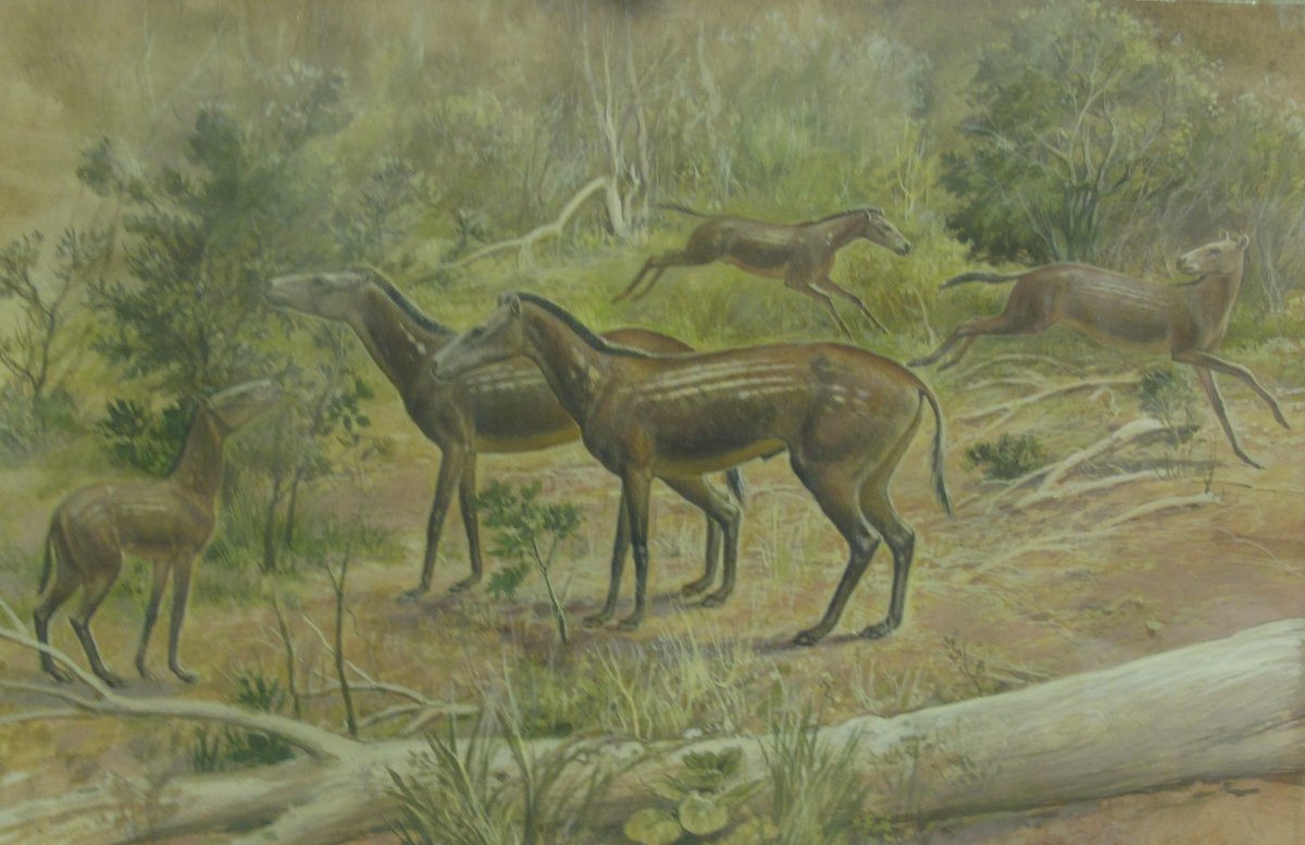 Мезогиппус Mesohippus