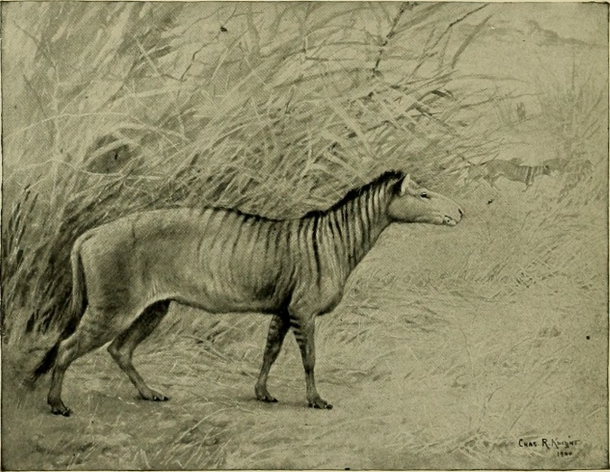 Гиракотерий предок лошади