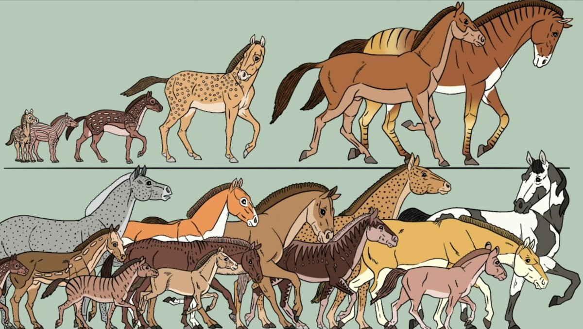 Эволюция предков лошади