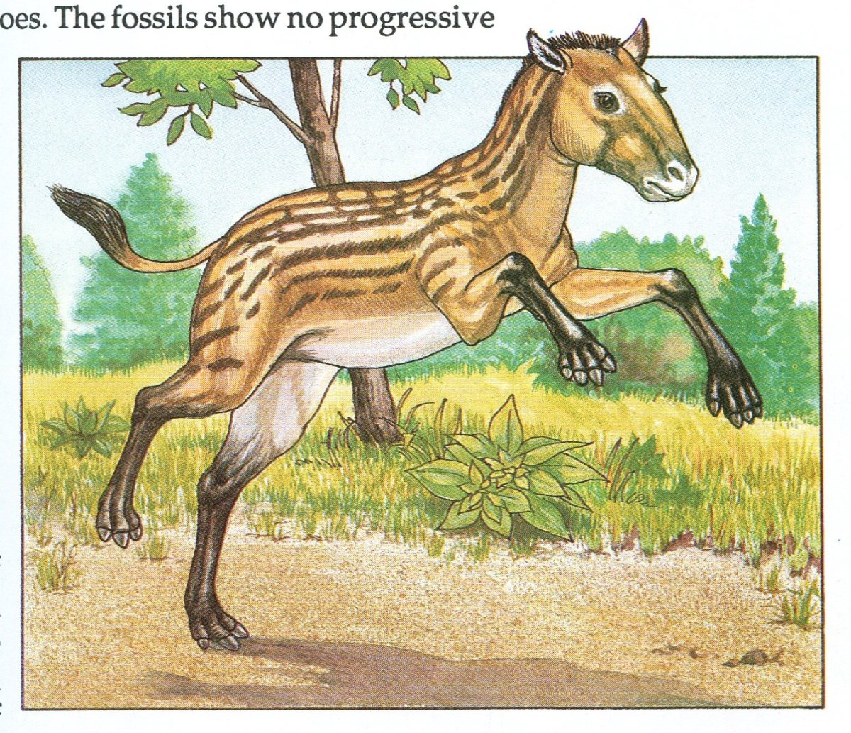 Древняя лошадь эогиппус