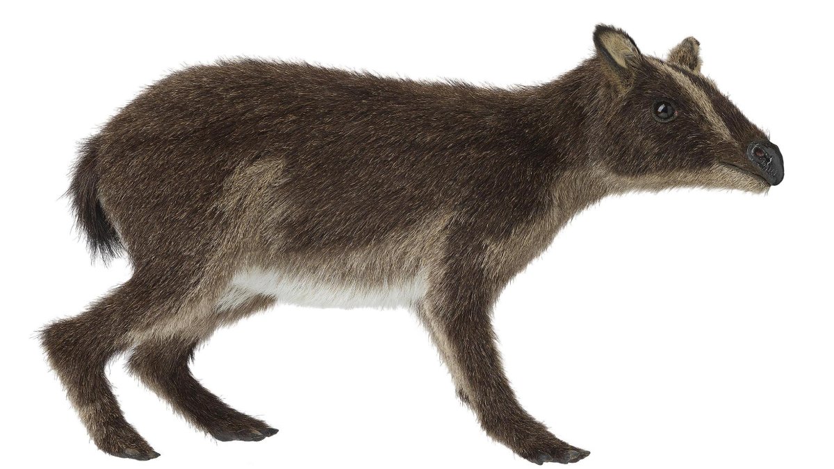 Предки тапиров