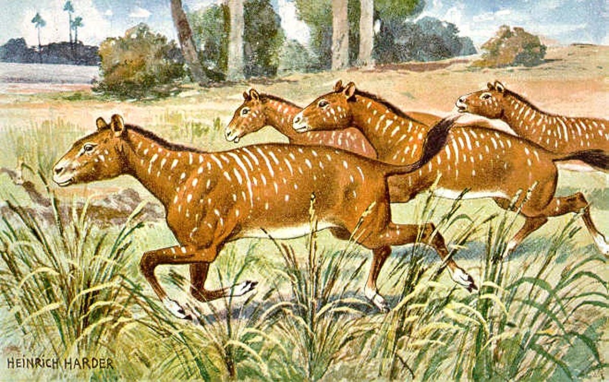 Мезогиппус Mesohippus