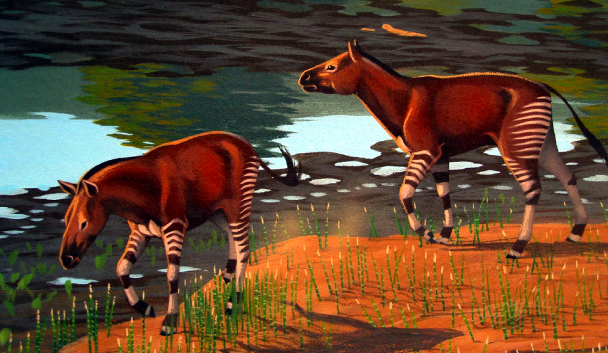 Плиогиппус предок лошади