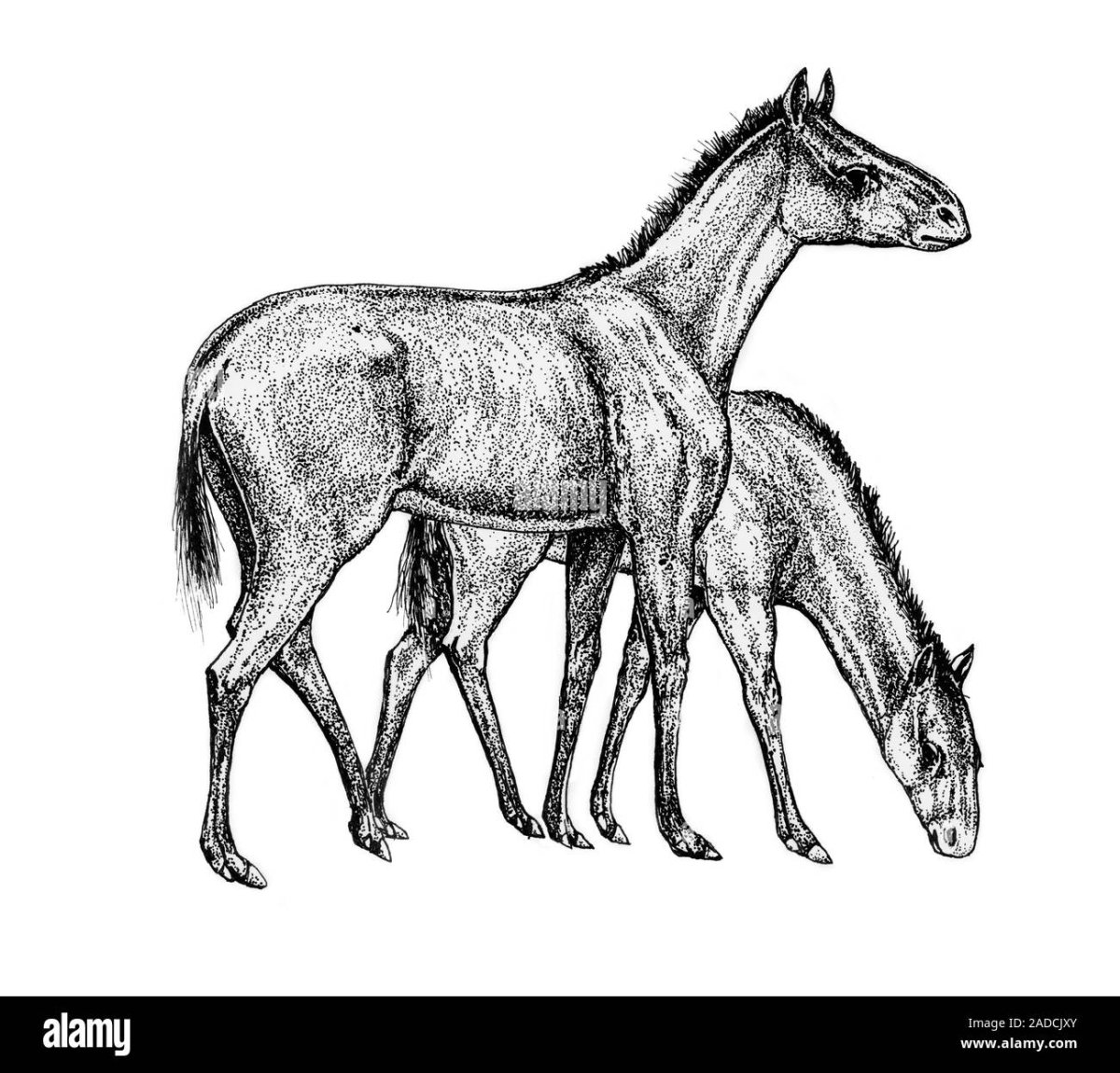 Трехпалый гиппарион