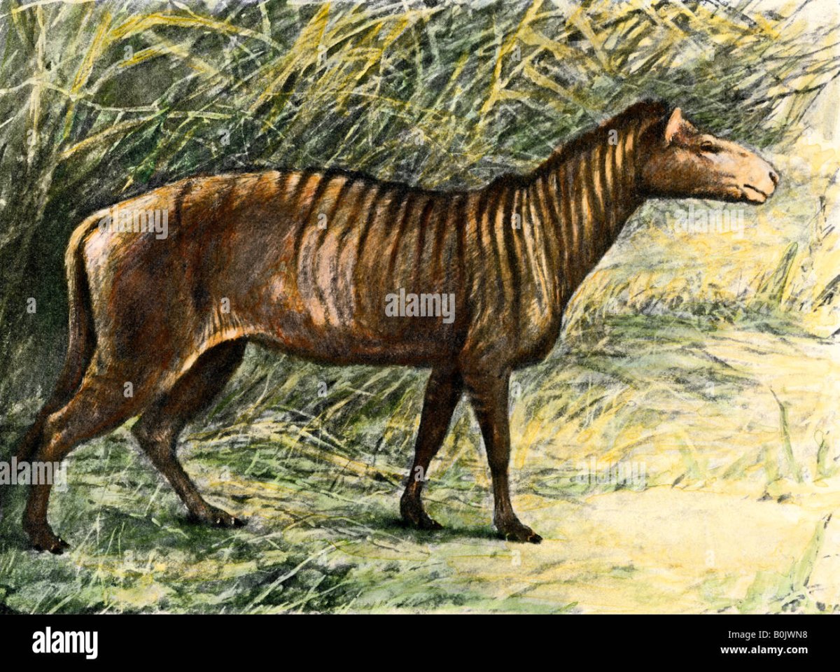 Гиппарион предок лошади