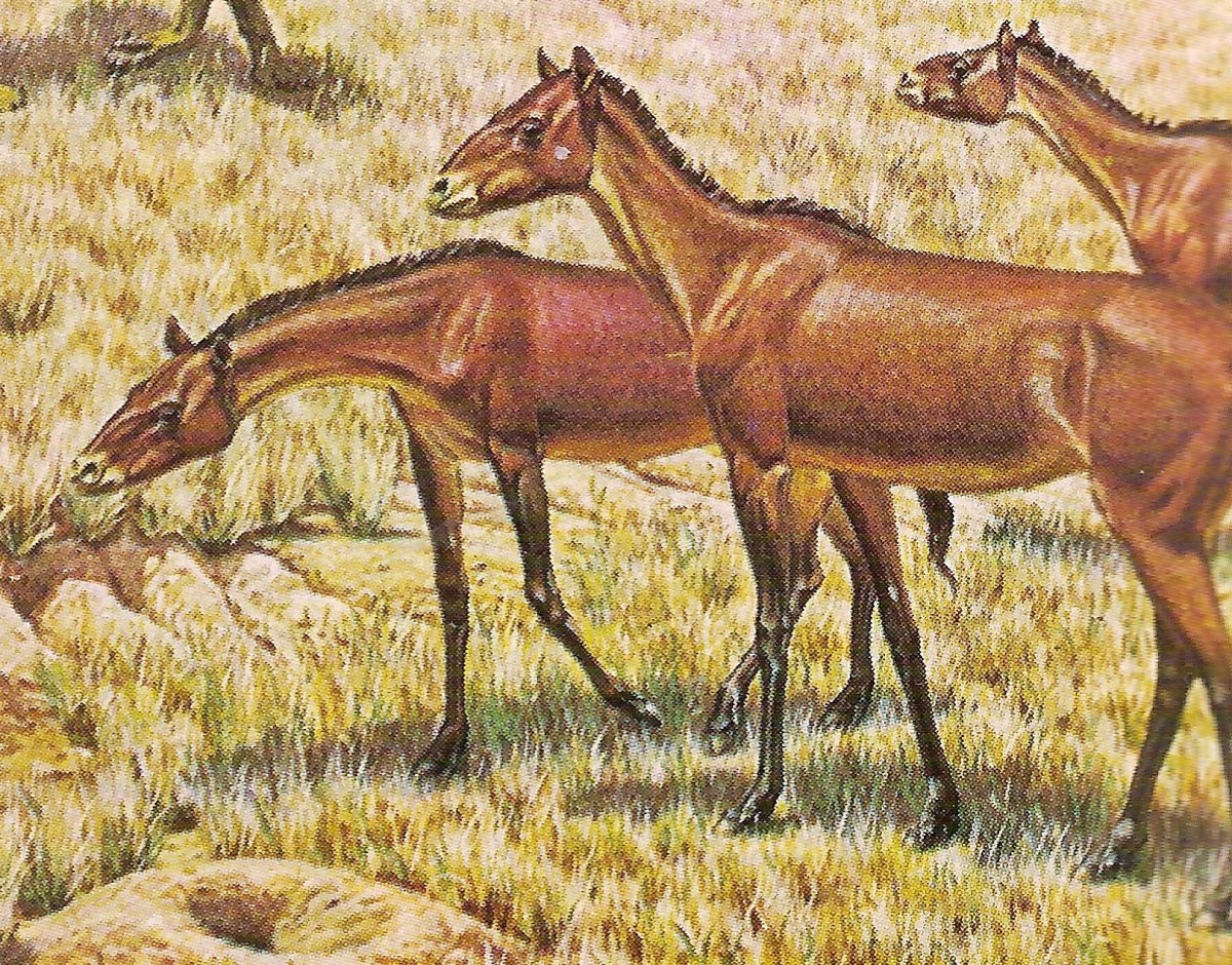 Гиракотерий эогиппус