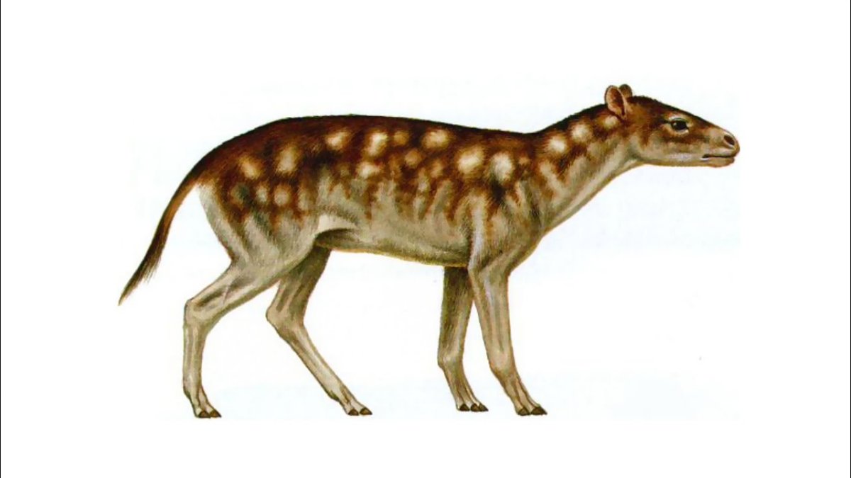 Гиракотерий предок лошади