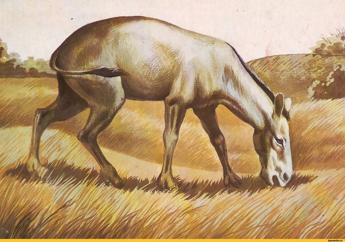 Трехпалая лошадь гиппарион