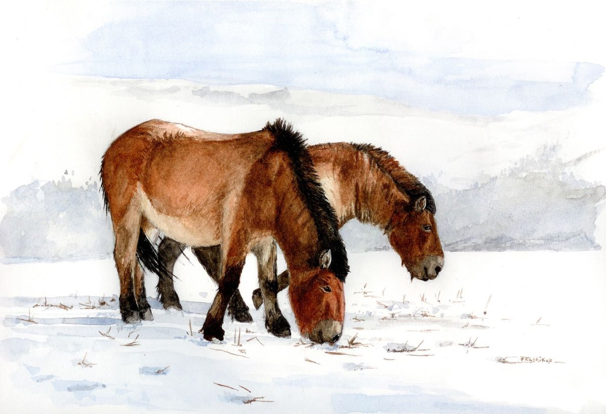 Доисторическая Ленская лошадь