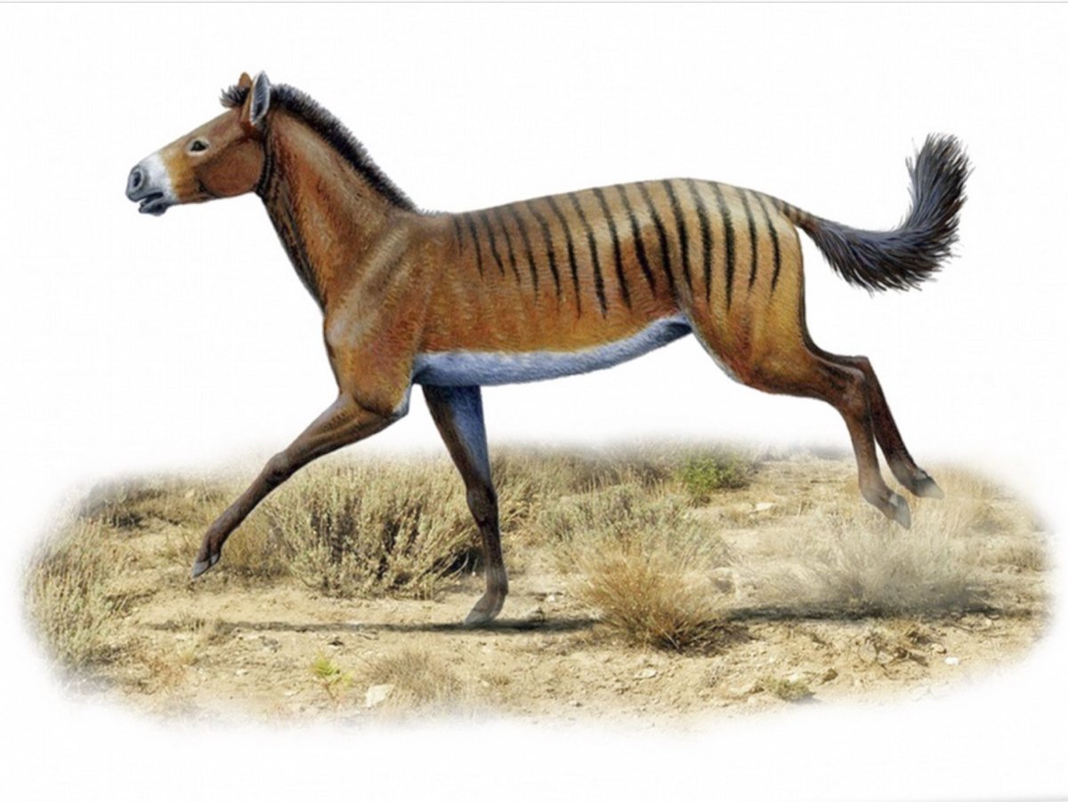 Гиракотерий предок лошади
