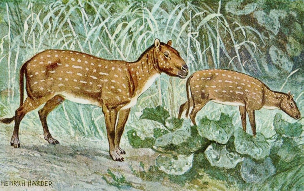 Эогиппус Эра