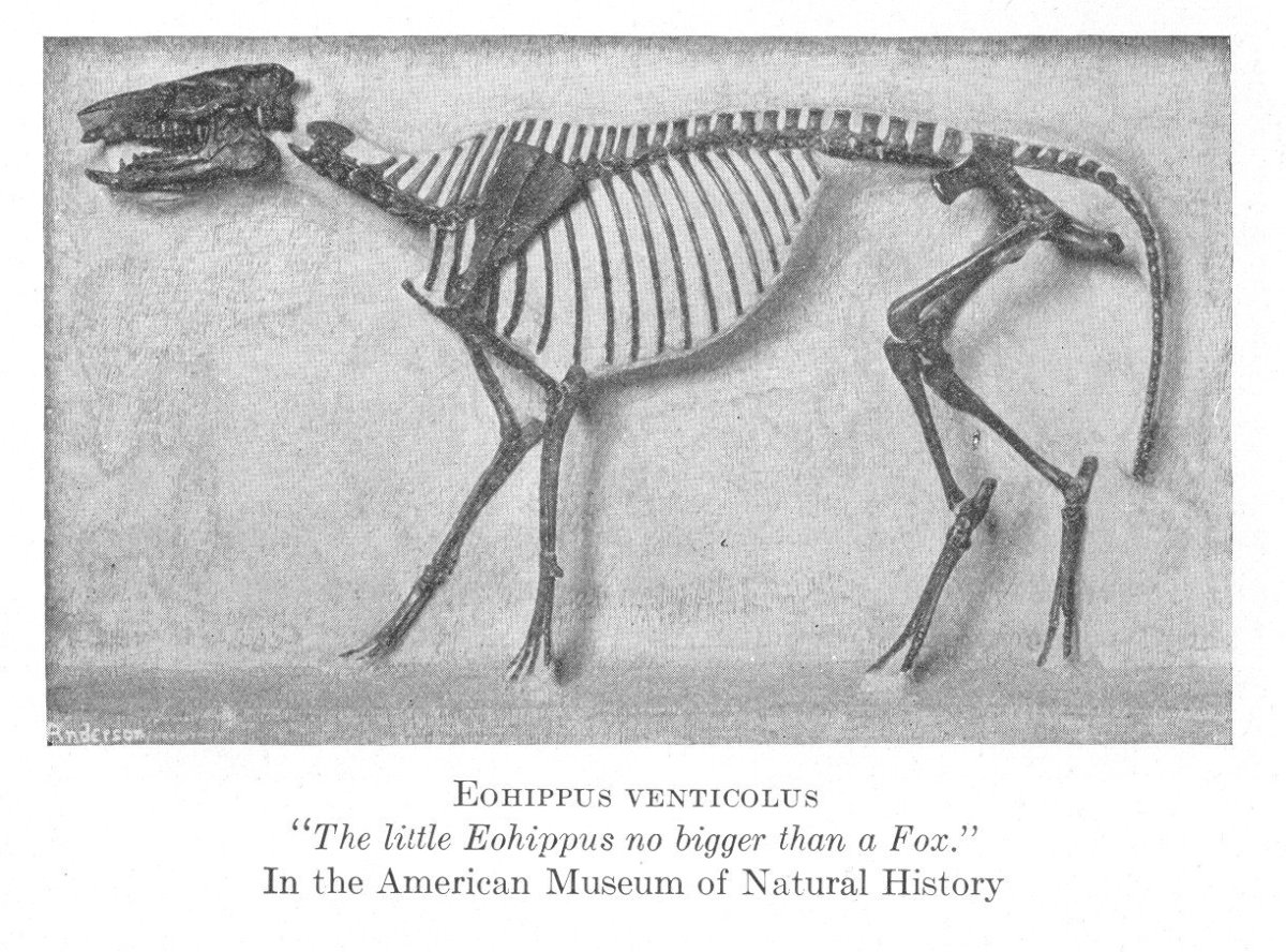 Эогиппус скелет