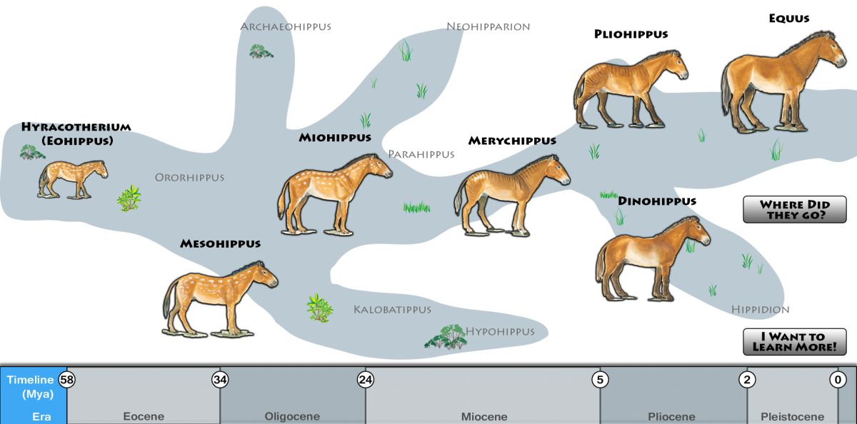 Мезогиппус Mesohippus