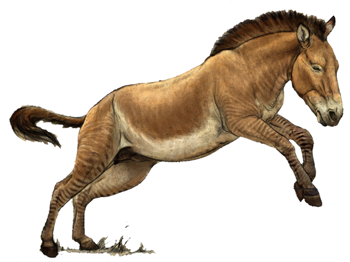 Доисторическая лошадь