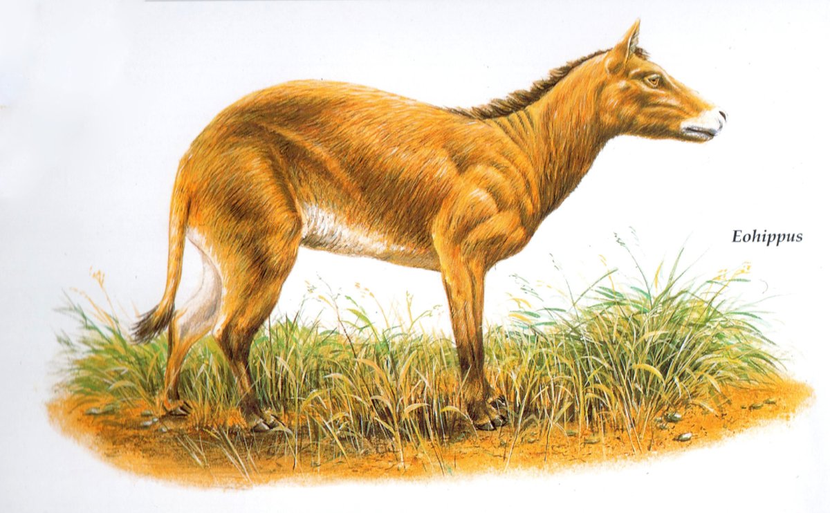 Хиракотериум и эогиппус