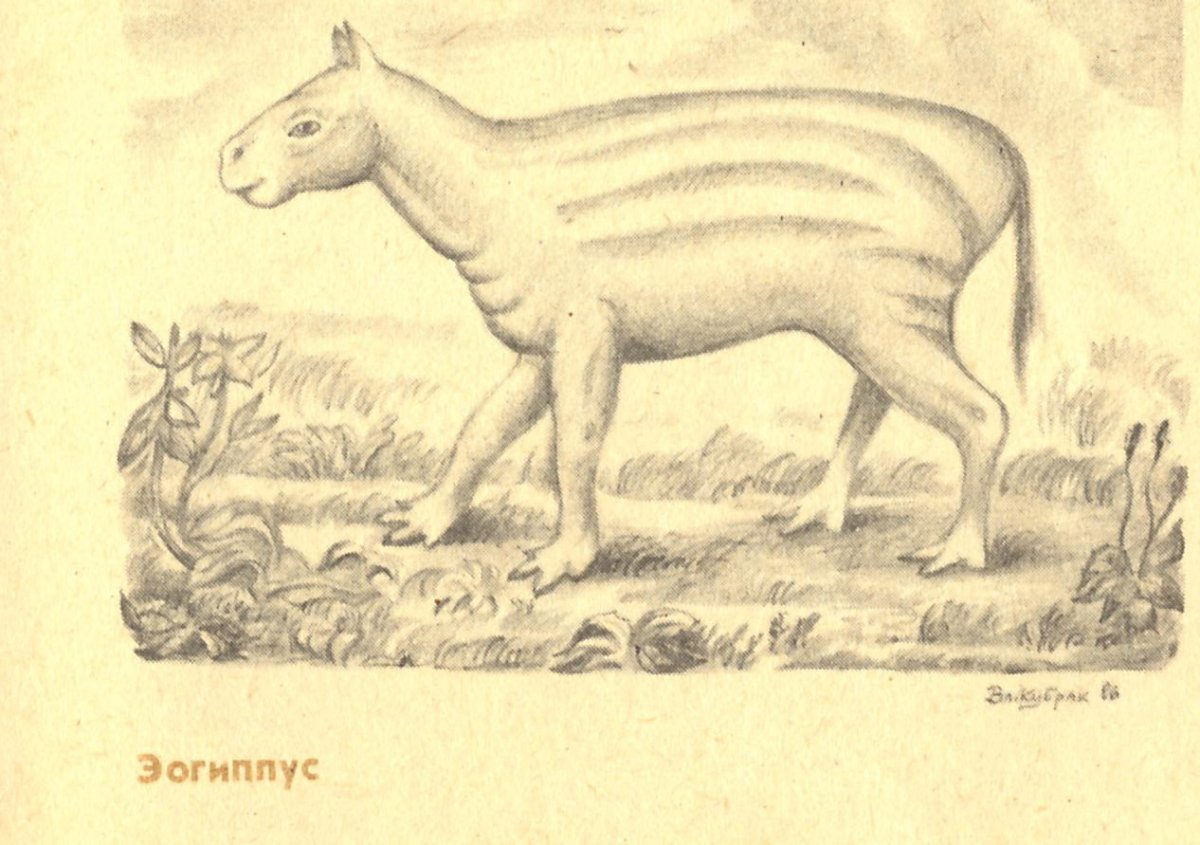 Эогиппус рисунок