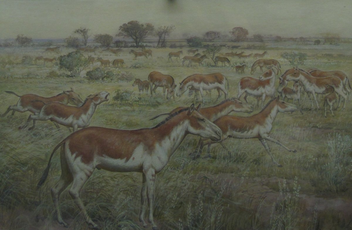 Плиогиппус гиппарион гиракотерии