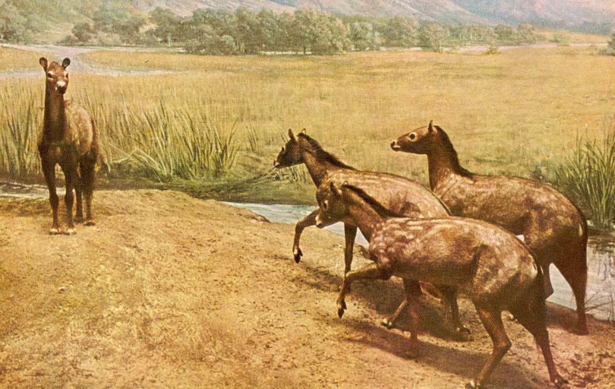 Эогиппус предок лошади