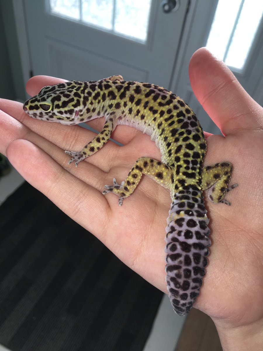 Ящерица геккон эублефар