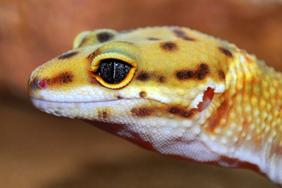 Леопардовый геккон эублефар