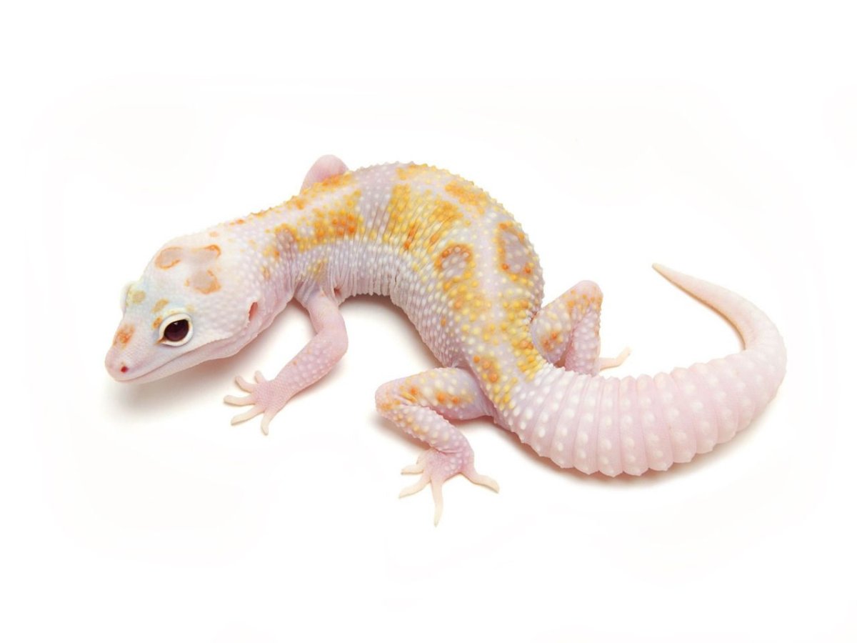 Leopard Gecko Typhoon